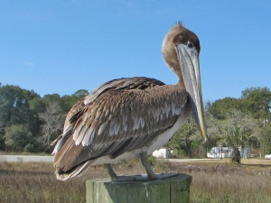 A young Brown Pelican after being released.