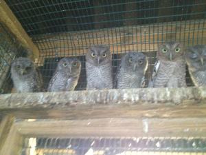Baby Screech Owls waiting to be fed