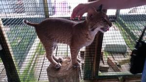 Baby bobcat. She has seizures and will never be released back into the wild.